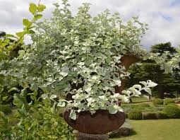Voici un arbuste persistant intéressant en haie car il offre une rupture de forme avec son feuillage élancé. Plantes Pour Jardinieres Peu Gourmandes En Arrosage