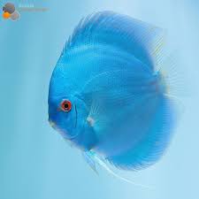 Blue Diamond Discus Discus Diskus Diskusfische Aquarium Symphysodon Discus Fish