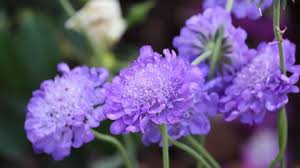 Image result for Scabiosa