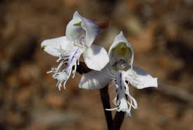 Image result for Disa longilabris