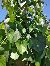 Image result for Tinospora fragosa