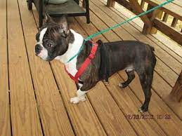 It has a compact build with a square shaped neck, straight erect ears and a light arched neck. Portland Me Boston Terrier Meet Hootie Aka Rudy A Pet For Adoption