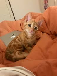 We did not find results for: Help Me Name My New Kitten 10 Week Old Girl Big Ears Super Confident Super Playful And Very Pretty Cats