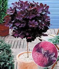 Peruckenstrauch Stammchen Zierstammchen Bei Peruckenstrauch Straucher Garten Pflanzen