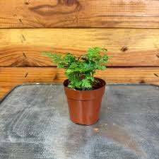 Image result for Rumohra adiantiformis