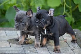 Black And Tan Frenchie Cost 20 Cool Facts About The French Bulldog French Bulldog Puppies Bulldog Puppies Blue French Bulldog Puppies