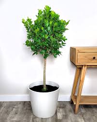 Image result for Ficus demeusei