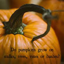 This simple recipe for pumpkin spice coffee combines a spice mix with ground coffee and works in any brewer. 50 Hallowe En Trivia Quiz Questions With Answers Holidappy