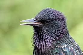 Starling Head Siblands 7 8 2012 Starling Common Starling Pretty Birds