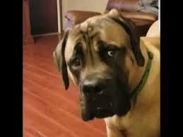 I M Tapping Out Youtube Funny Talking Dog Videos Talking Dog Funny Talking Dog