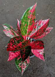 Pin On Aglaonema Hybrids Collection