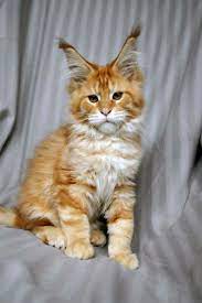 Pin On Maine Coon Cat