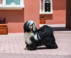 Fall in love with the puppy; Tibetan Terrier Dog Breed Profile Petfinder