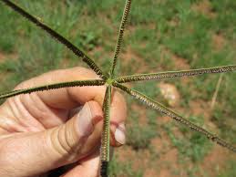 Image result for Eustachys paspaloides