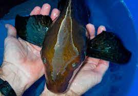 The chinese hi fin banded shark, myxocyprinus asiaticus, is also known as the chinese or sailfin sucker, asian sucker, and entsuyui. Pond Fish Algae Eaters Hi Fin Banded Shark