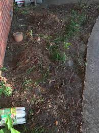 But did you know that some weeds have useful medicinal qualities? Best Method To Get Rid Of Unwanted Weeds Permanently Redoing Front Bed Did A Smaller Area And The Weeds Came Back Aggressively So Had To Completely Remove All The Dirt And Start