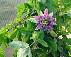 Passion Flower Leaves Google Search Flowering Vines Passion Vine Passion Flower