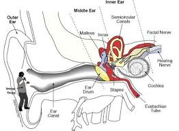 Conversely, if the pressure within the middle ear is higher than the environment, then the eardrum will bulge outwards. Heeeheee Ear Diagram Human Ear Diagram Ear Anatomy