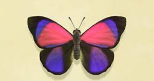 Check spelling or type a new query. Acnh Agrias Butterfly How To Catch Price Animal Crossing Gamewith