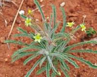 Jatropha zeyheri | PlantZAfrica