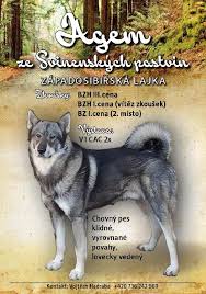 Image result for západosibiřská lajka