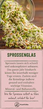 Sprossenglas So Gelingt Der Anbau Im Glas Anbau Der Gelingt Glas Sprossenglas Sprossen Gesunde Ernahrung Ernahrung