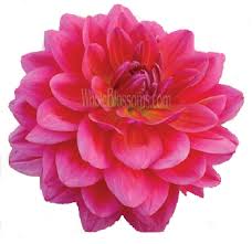 Maybe you would like to learn more about one of these? Dahlia Dahlia Flower Dahlias For Sale Red Dahlia Wholesale Flowers