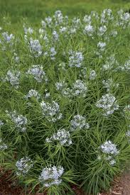 Check spelling or type a new query. Bluestar A Native Plant For The Masses Finegardening