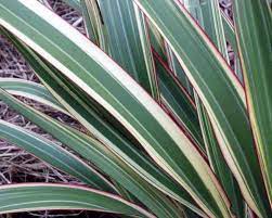 Flax Variegated Australia New Zealand Foliages Greens Foliages And Branches Flowers By Category Flax Plant Plant Images Small Front Gardens