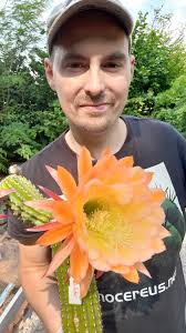 Some of my holiday cactus, showing some of the vibrant colors and flower  shapes. These are 3rd generation of cross pollinating and growing from seed.