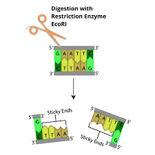How to Troubleshoot Restriction Enzyme Based Cloning Problems | GoldBio