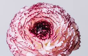 Image result for Ranunculus volkensii