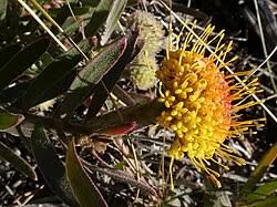 Image result for Leucospermum saxosum