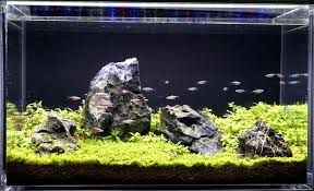 When creating layouts, i still use what i learned from takashi amano as references, like his passion for creating aquascapes and desire to protect nature, and stories behind the process of his aquascape production. Was Ist Iwagumi Was Macht Das Layout So Speziell Aquascaping Berlin