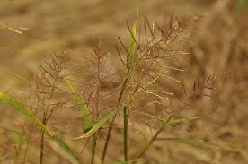 Image result for Leptochloa uniflora