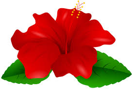 Red Hibiscus Transparent Png Clip Art Beautiful Flowers Images Hibiscus Flowers