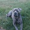 Unfortunately, the cane corso breed is one of the breeds where ear cropping is still carried out. Https Encrypted Tbn0 Gstatic Com Images Q Tbn And9gctspdowommf5psg8gd2 Zew4rrexfcxplkzykezrpxgkru38fde Usqp Cau