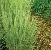 Tall grass animal hospital, located in aurora, co, is a medical facility for animals that offers comprehensive animal medical care services for pets including dogs, cats, and other household pets. Ornamental Grasses 7 232 Extension