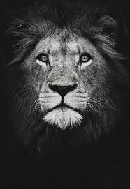 Affiche Lion Noir Et Blanc Lion Noir Et Blanc Lion Noir Photo Noir Et Blanc