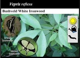 Image result for Vepris reflexa