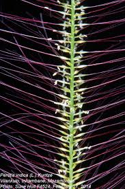 Image result for Perotis