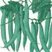 Check spelling or type a new query. Bean Greencrop Bush Bean Bacterial Wilt Plant Guide