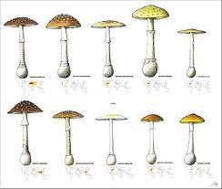 Amanita Pantherina Wikipedia