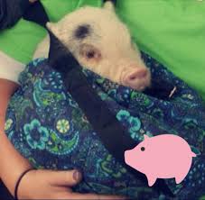 Crooked Creek Land & Lawn Maintenance