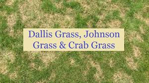 Check spelling or type a new query. Dallis Grass Johnson Grass Crab Grass Securelawn Murfreesboro Tennessee