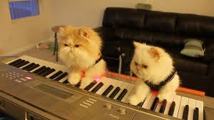 Image result for IMAGES for cats playing the piano