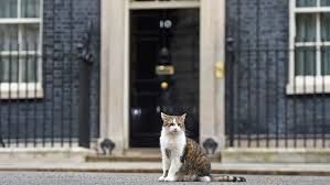 People carrying musical instruments leave 10 downing street after boris johnson secretly married fiancee carrie. Boris Johnson Sucht Ein Haustier Ein Hund Wer Schlechtes Dabei Denkt Politik Stuttgarter Nachrichten