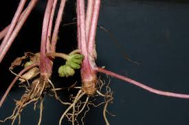 Image result for Centella glabrata