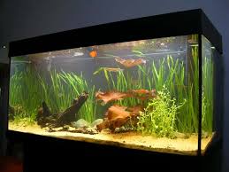 The blue light emitted by aquarium lights will help your plants to grow lush and green. Aquarium Lighting Everything You Need To Know Fishkeeping Advice
