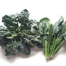 ほうれん草 野菜オタク 野菜辞典 Vol 31 フードメッセンジャー 加野 有美 食オタmagazine 食のオタクによる食のオタクのためのマガジン 食オタマガジン